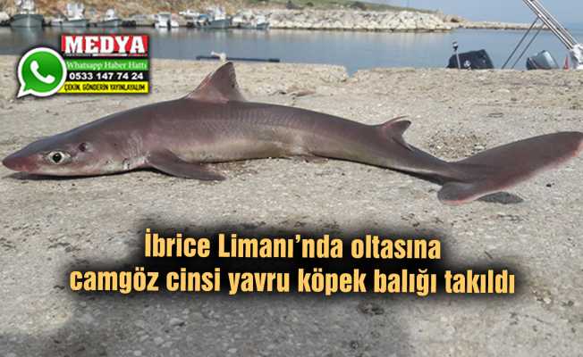 İbrice Limanı’nda oltasına camgöz cinsi yavru köpek balığı takıldı