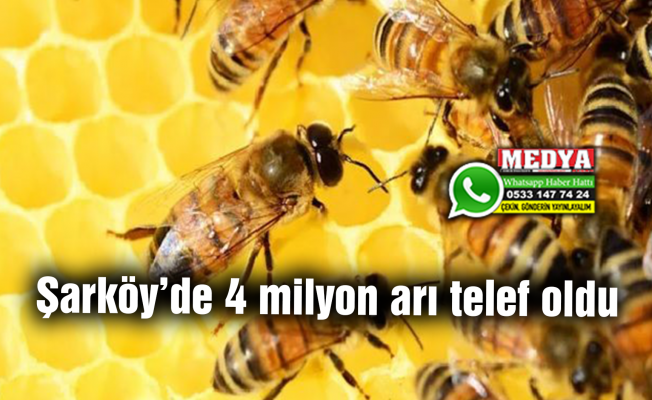 Şarköy’de 4 milyon arı telef oldu