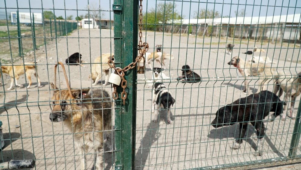 Hayvanseverlerden barınaktaki köpeklerin durumuna tepki