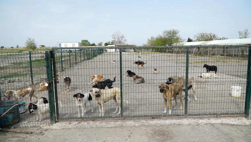 Hayvanseverlerden barınaktaki köpeklerin durumuna tepki