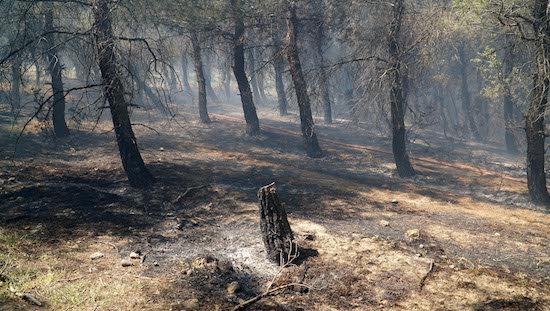 Keşan'da ormanlık alanda yangın 