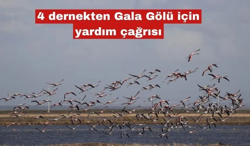 4 dernekten Gala Gölü için yardım çağrısı