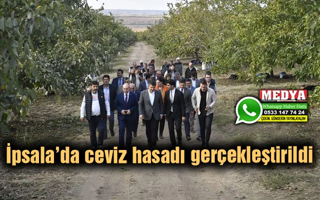 İpsala’da ceviz hasadı gerçekleştirildi