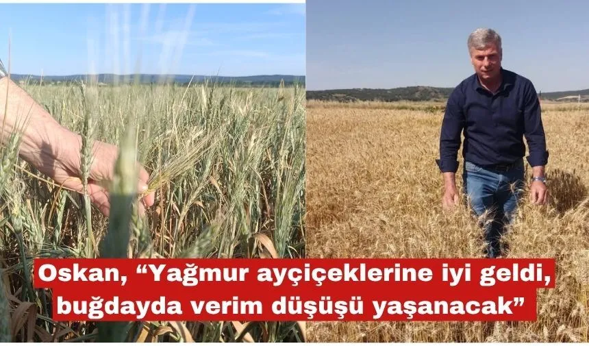 Oskan: "Yağmur ayçiçeklerine iyi geldi  buğdaylarda verim düşüklüğü olacak ."