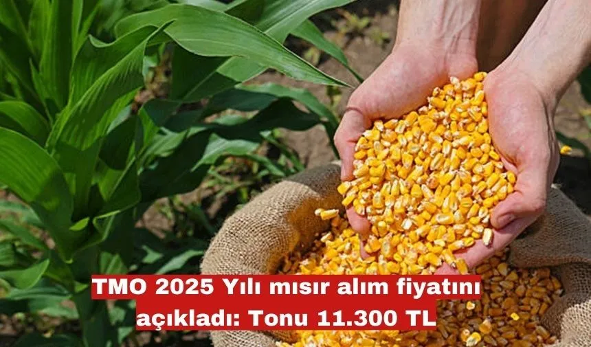 TMO 2025 Yılı mısır alım fiyatını açıkladı: Tonu 11.300 TL