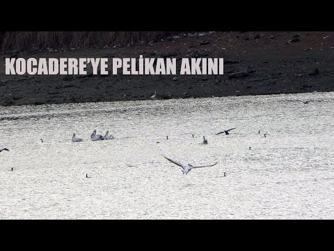 Kısmen kuruyan Kocadere Göleti'ne pelikan akını