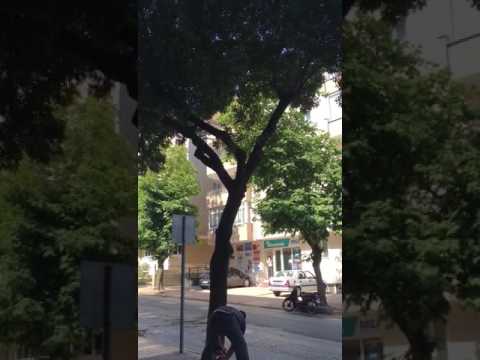Park Bahçeler 40 yıllık ağaçları kesti